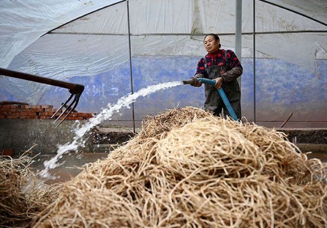 1765875146940423.jpg 图3 种植户正在清洗鱼腥草.jpg