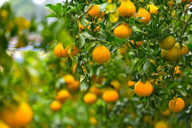 1765875345896764.jpg 图3 柑橘“雁媛”.jpg
