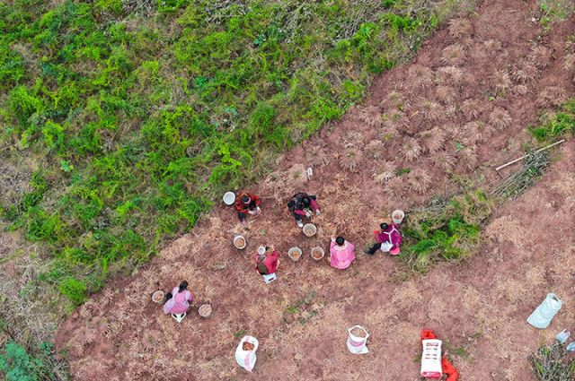 图1  12月15日，四川省内江市东兴区耕地中草药种植专业合作社组织人员在椑木镇庙儿坡村采收天冬（无人机照片）。.jpg