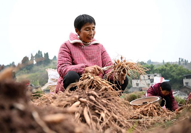 图3  12月15日，四川省内江市东兴区耕地中草药种植专业合作社组织人员在椑木镇庙儿坡村采收天冬。.jpg