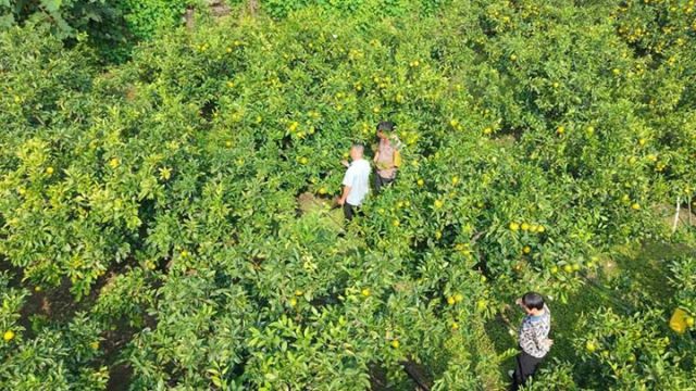 1767686680835183.jpg 图1 雁江蜜柑.jpg