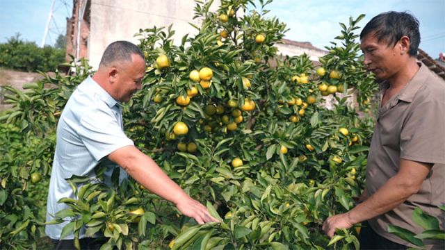 1767686691522300.jpg 图3 刘树文指导柑橘种植 拷贝.jpg