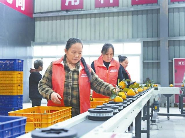 1767686697748014.jpg 图4 雁江区柑橘集散交易中心里,智能分选设备正在运转。.jpg