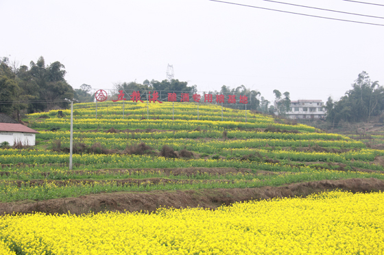 仙临镇的五粮液专用粮基地.JPG