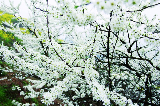 柑子镇梨花盛开，宛如三月之雪.JPG