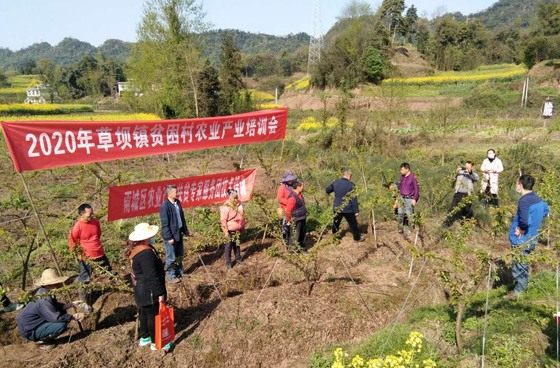 区农业农村局指导草坝镇九龙村产业技术培训.jpg