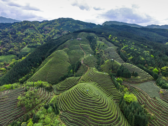 雨城区茶园.jpg