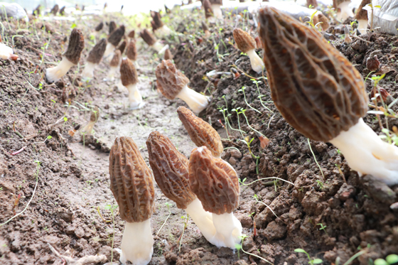 雨城区上里镇羊肚菌 (2).JPG