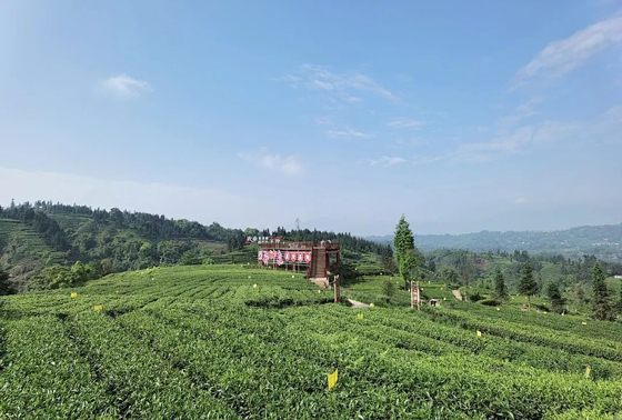 雨城区藏茶产业现代农业园区.jpg