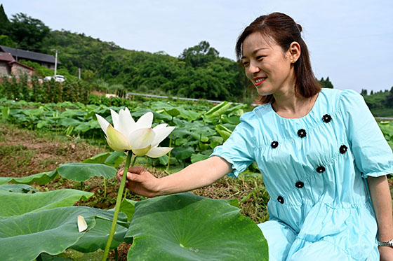 4在内江市东兴区平坦镇十里村，美丽的百亩荷塘吸引了人们的视线.jpg