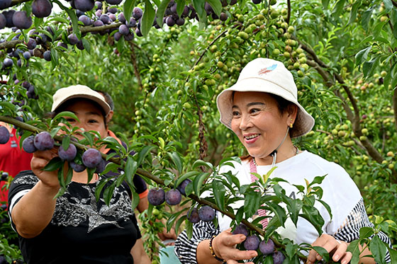 3游客正忙着采摘生态李子.jpg