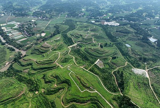 4内江市东兴区石子镇七星村产业兴旺的场景.jpg