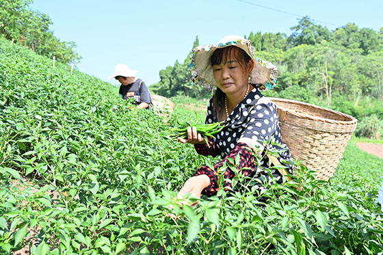 1当地村民正在采摘二荆条.jpg