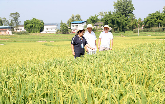 四川省广安市广安区花桥镇光荣村水稻种植基地，广安区农业农村局植保专家正在田间指导种植业主科学防治水稻病虫害，确保水稻丰产增收。 (2).jpg