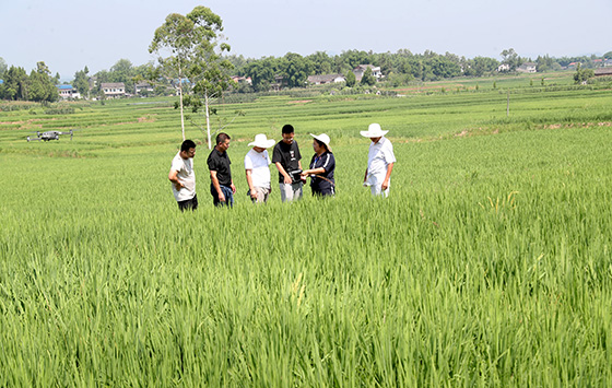 在四川省广安市广安区花桥镇光荣村水稻种植基地，广安鑫宜农机农艺专业合作社机手宋辉正驾驶植保无人机防治田间水稻病虫害，促进水稻分蘖，提高水稻产量。 (2).jpg