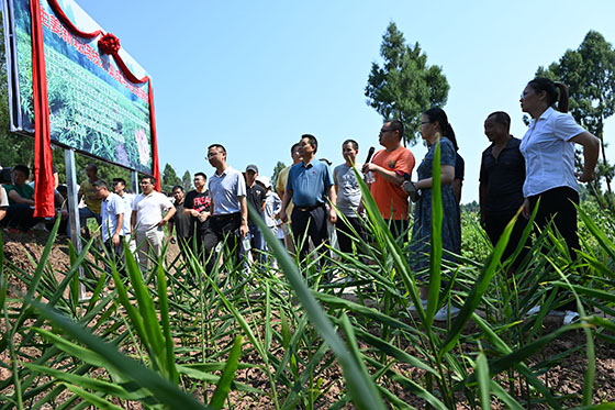 4校地双方正在探讨地标产品“永福生姜”的产业振兴方案.jpg