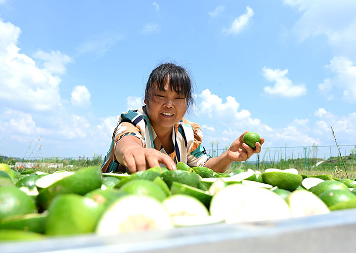 3当地村民正在晾晒枳壳.jpg