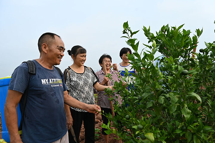 2当地村民正在查看柑橘的长势.jpg