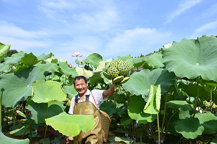 3丰收的莲蓬让当地村民喜笑颜开.jpg