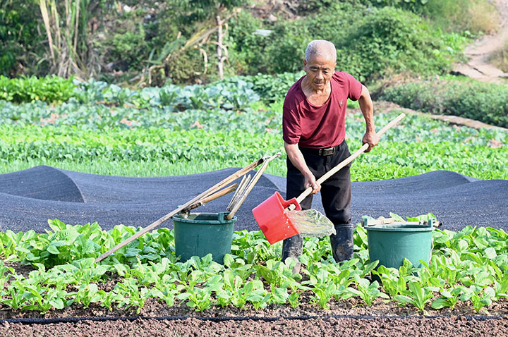 3)2022年10月22日,四川省内江市东兴区椑木镇水心坝村,农民在蔬菜基地