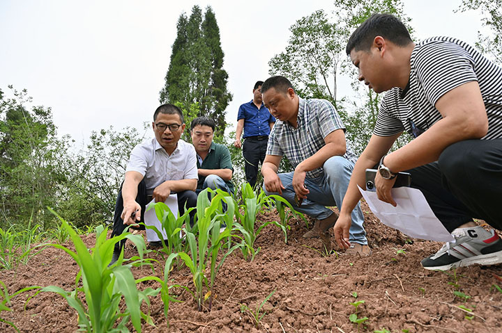 图2  5月26日，内江市东兴区杨家镇观音井村，镇、村干部在田间地头了解撂荒地整治情况，制定发展规划。.jpg