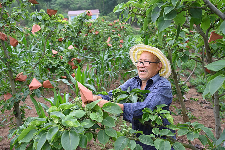 图3  5月26日，内江市东兴区杨家镇观音井村，村民在“粮果”复合种植基地为梨子套袋。.jpg