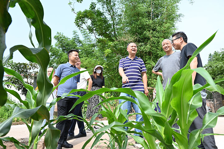 图1  6月19日，内江市东兴区石子镇龙安村，镇村干部观摩该村“六进六顺”。.jpg