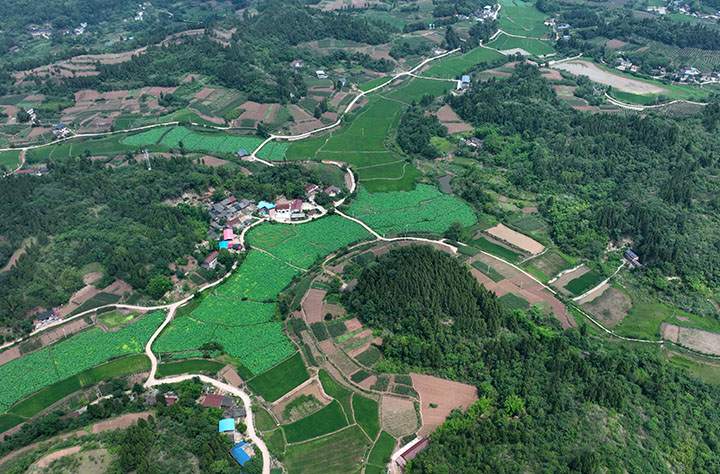 图5  6月19日，航拍内江市东兴区石子镇新屋村美景。.jpg