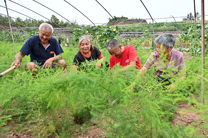 图3 当地村民正在管护天冬。.jpg