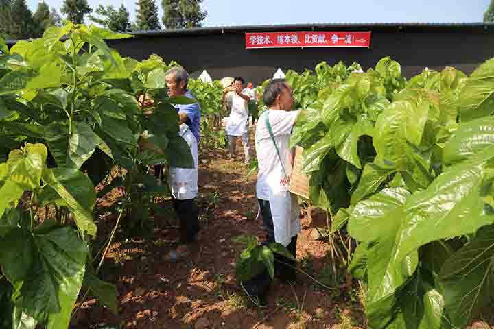 2农民采摘桑叶.jpg