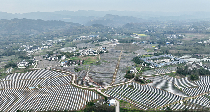 邻水县“四季优橙”种植园区  罗梓毓 摄.JPG