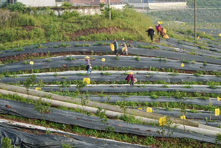 农民正在“夏橙”种植基地劳作  罗梓毓 摄.JPG