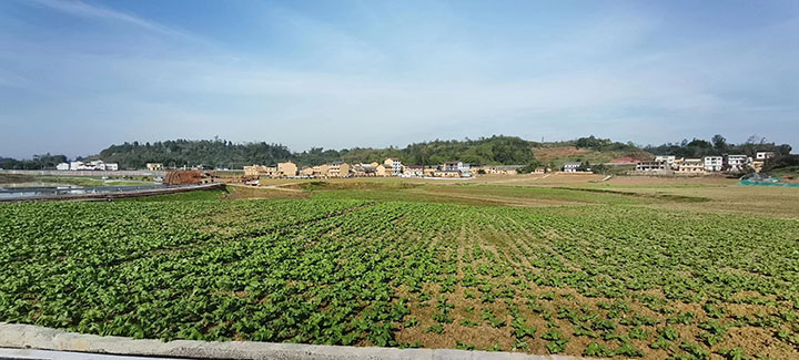 图1 初冬季的高礅河蔬菜产业园一隅.jpg