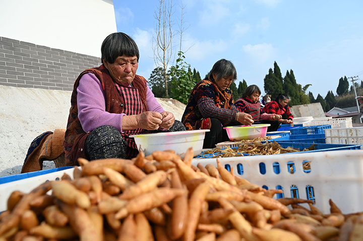 图5  村民正在对蒸煮过的天冬去皮.jpg