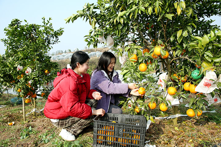 图2  游客在广安市广安区龙台镇墟观村柑橘园采摘春见耙耙柑.jpg