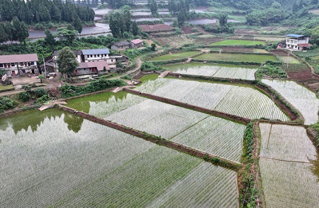 图1  5月9日，内江市东兴区华山村，高标准农田插满了秧苗，披上了绿妆（无人机照片）。.jpg