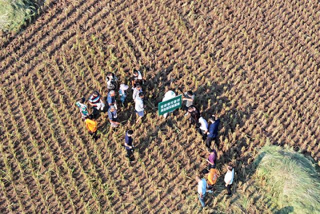 图1  8月21日，内江市东兴区双桥镇付家村再生稻实验基地，当地干部群众在“书记课堂”上学习再生稻知识（无人机照片）。.jpg