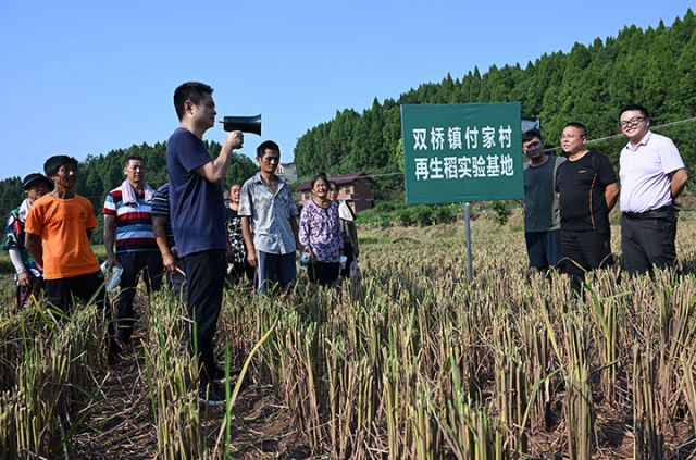 图3  当地干部群众在“书记课堂”上学习再生稻知识.jpg