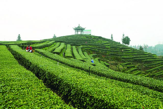 泸州市纳溪区护国镇梅岭村特早茶种植基地.jpg