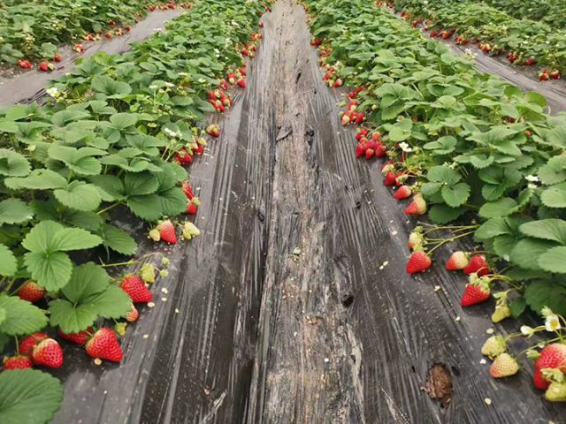 2内江珍果种植园大棚内草莓红润饱满，清香扑鼻.jpg