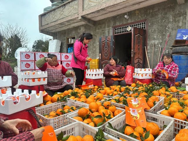 图2  黄水华和工人正在将柑橘装箱.jpg