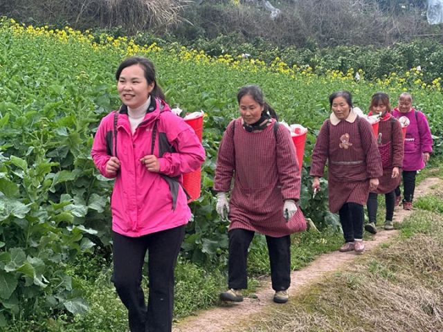 图4  黄水华和工人运输采摘好的柑橘.jpg