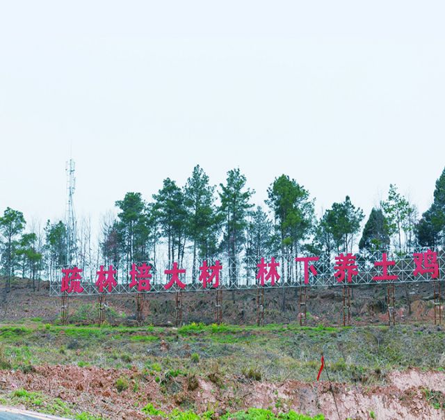 3剑阁县姚家镇土鸡养殖基地  周淼葭摄.JPG