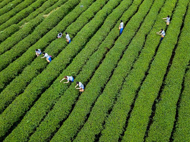 达州农商银行信贷支持的茶场一排排茶树郁郁葱葱，生机盎然.jpg