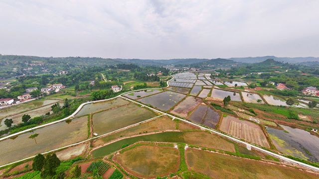 图1  合义乡稻虾基地一隅  潘政吉  摄.jpg