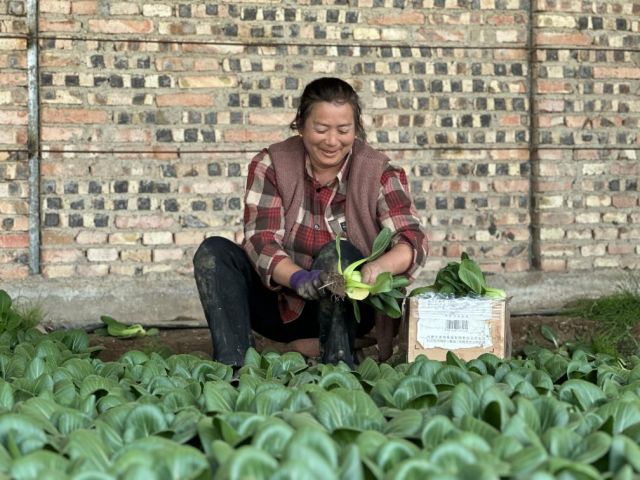 图2  在西宁市湟中区多巴镇玉拉村，农户正在采收蔬菜。新华社记者张子琪 摄.jpg