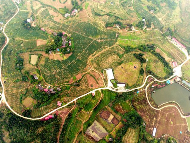 图3  青花椒产业基地.jpg