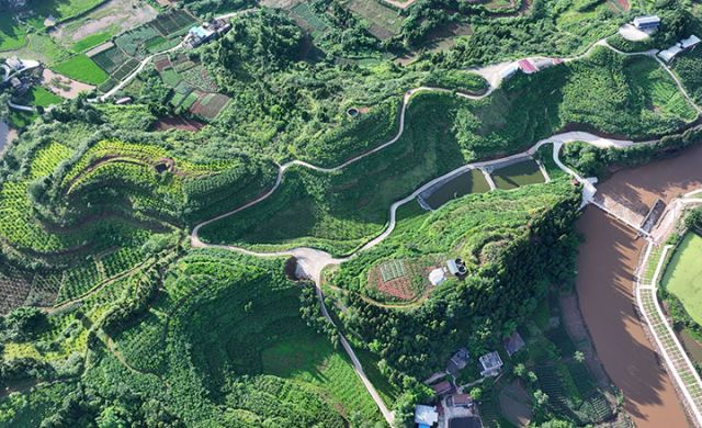 图1  7月2日，内江市东兴区石子镇桂溪社区，当地居民在桃园聚绿色食品种植园采收黄桃（无人机照片）。.JPG