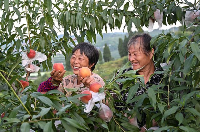 图2  当地居民在桃园聚绿色食品种植园采收黄桃.JPG