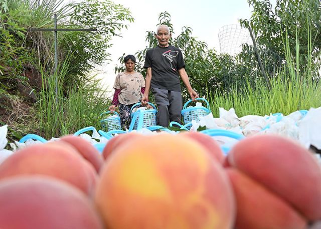 图4  当地居民在桃园聚绿色食品种植园转运黄桃.JPG